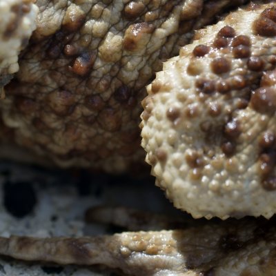 Chan Su is a traditional Chinese medicine derived from toad by-products.